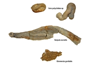 Serpula socialis & Glomerula gordialis & ver sp